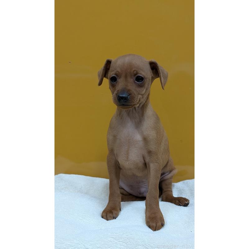 販売中の愛知県のミニチュアピンシャー(ミニピン)-428587の3枚目