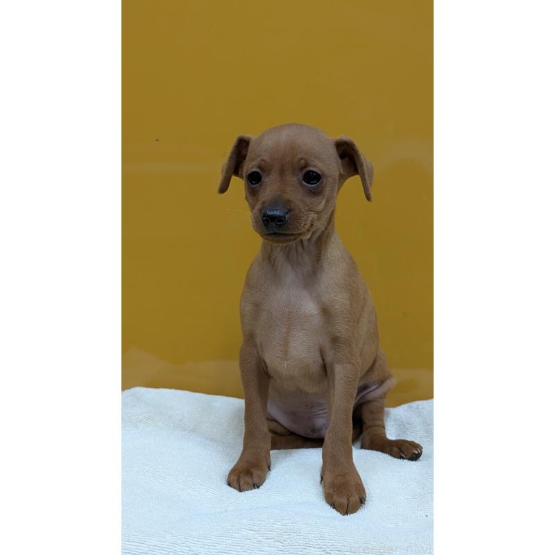 販売中の愛知県のミニチュアピンシャー(ミニピン)-428587の2枚目