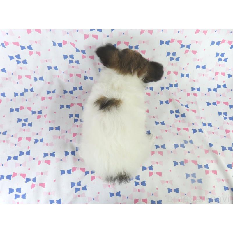 販売中の千葉県のパピヨン-430316の10枚目