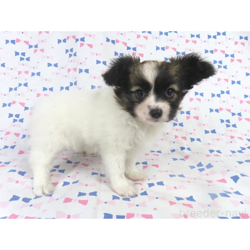 販売中の千葉県のパピヨン-430316の9枚目