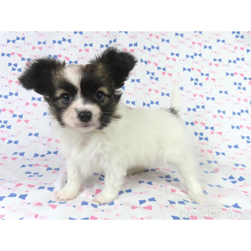 販売中の千葉県のパピヨン-430316の8枚目