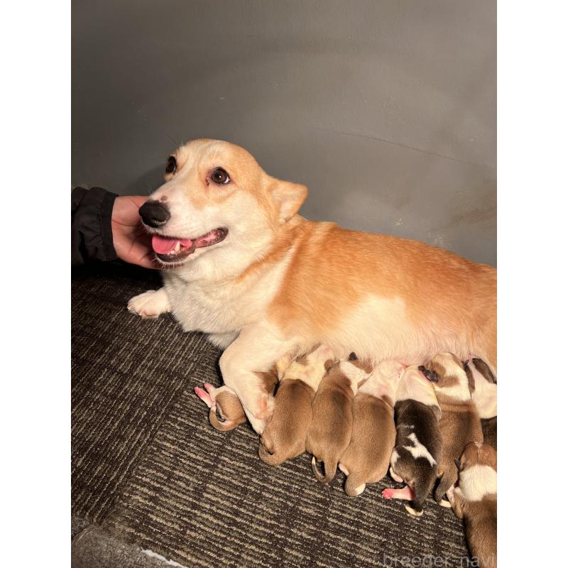 販売中の静岡県のウェルシュコーギーペンブローク-435739の9枚目