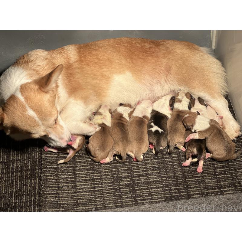 販売中の静岡県のウェルシュコーギーペンブローク-435739の6枚目