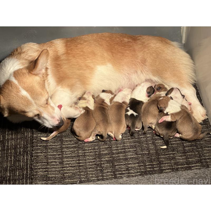 販売中の静岡県のウェルシュコーギーペンブローク-435739の5枚目