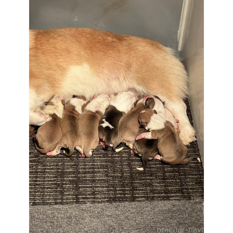 販売中の静岡県のウェルシュコーギーペンブローク-435739の4枚目