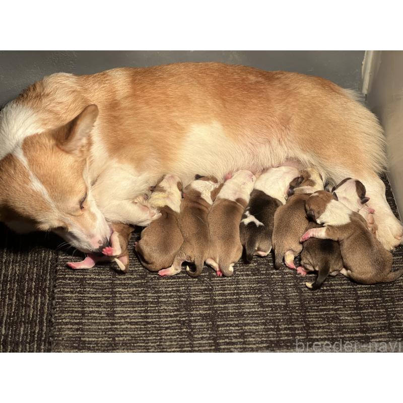 販売中の静岡県のウェルシュコーギーペンブローク-435739の3枚目