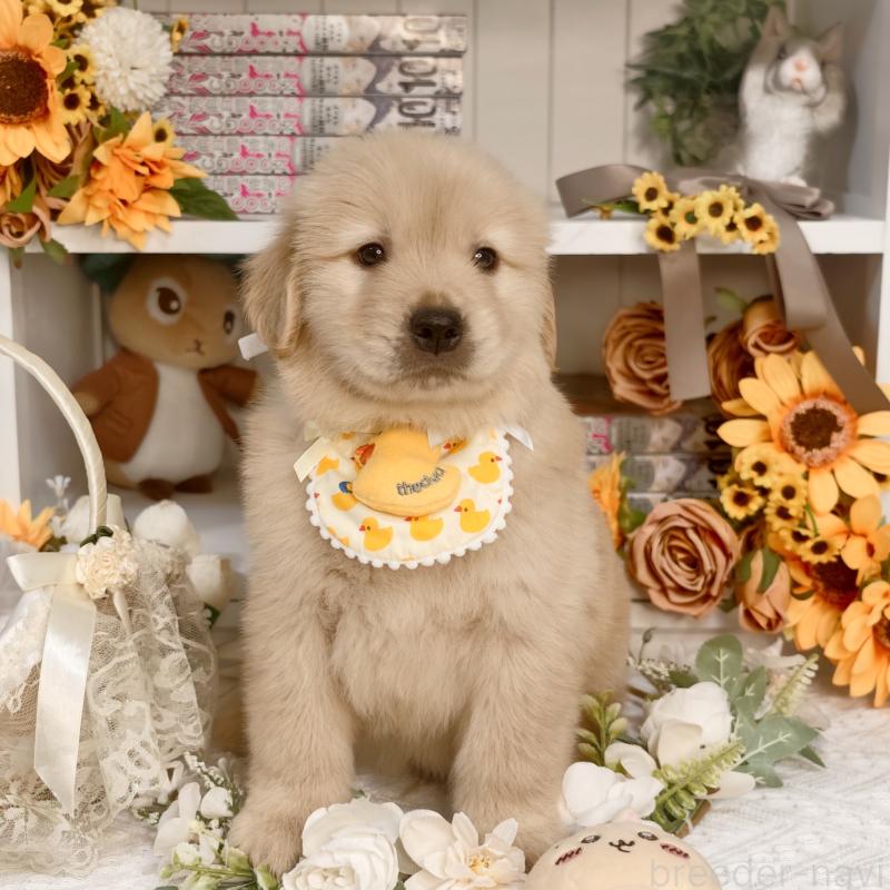 販売中の埼玉県のゴールデンレトリーバー-435740の7枚目