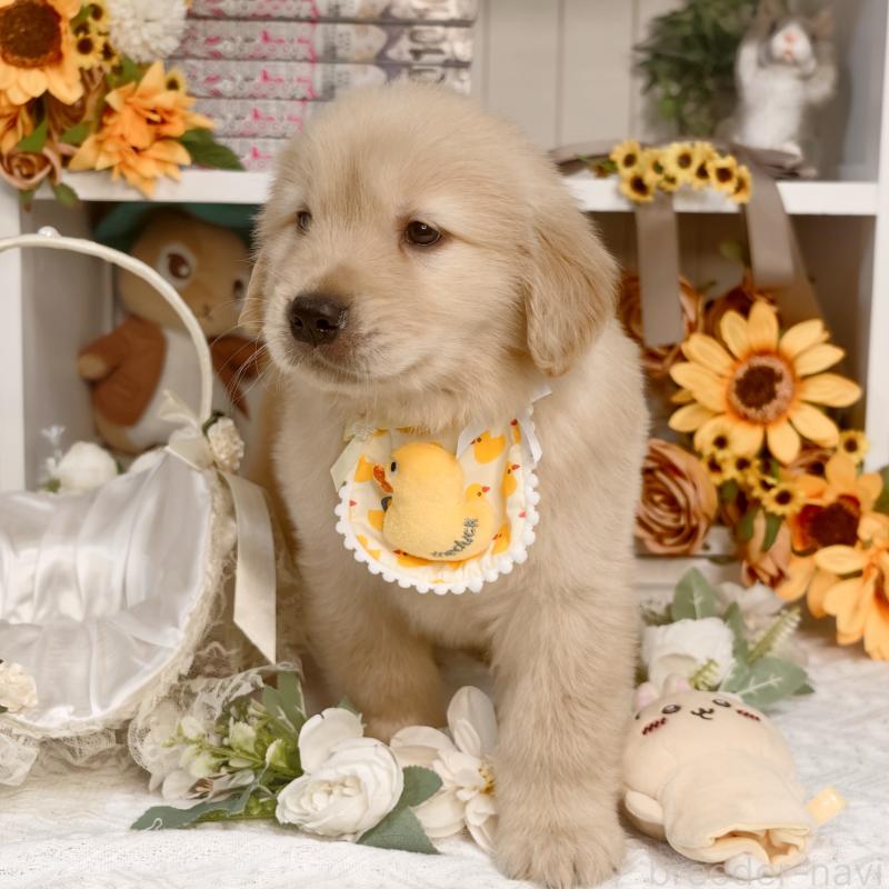 販売中の埼玉県のゴールデンレトリーバー-435740の6枚目