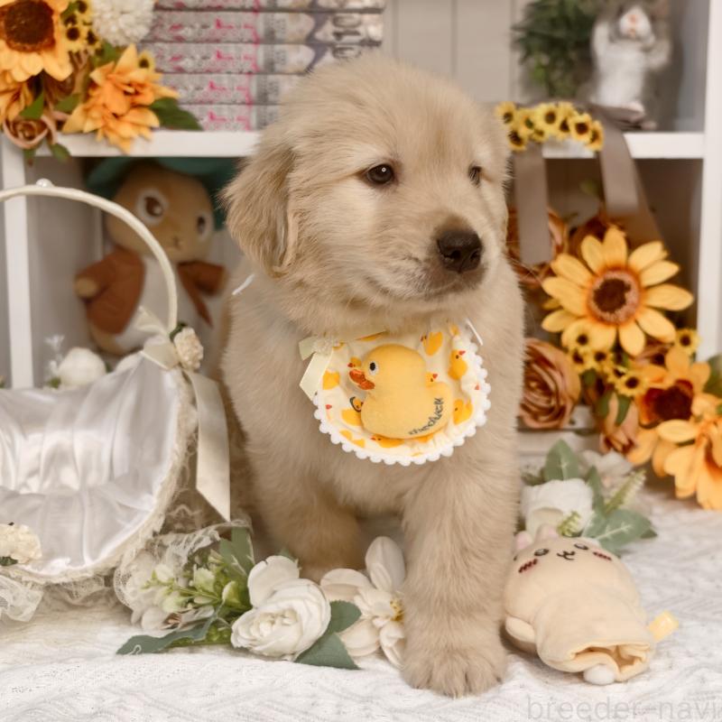 販売中の埼玉県のゴールデンレトリーバー-435740の5枚目