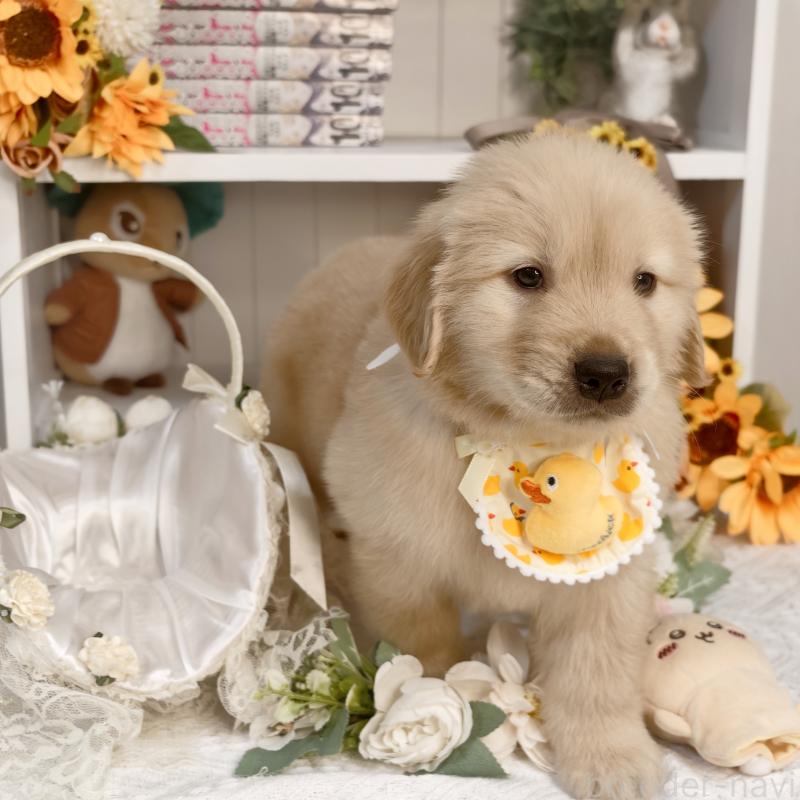 販売中の埼玉県のゴールデンレトリーバー-435740の4枚目