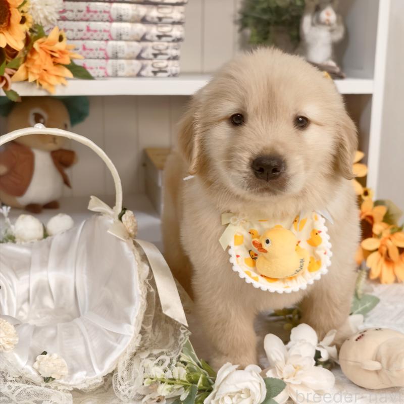 販売中の埼玉県のゴールデンレトリーバー-435740の3枚目