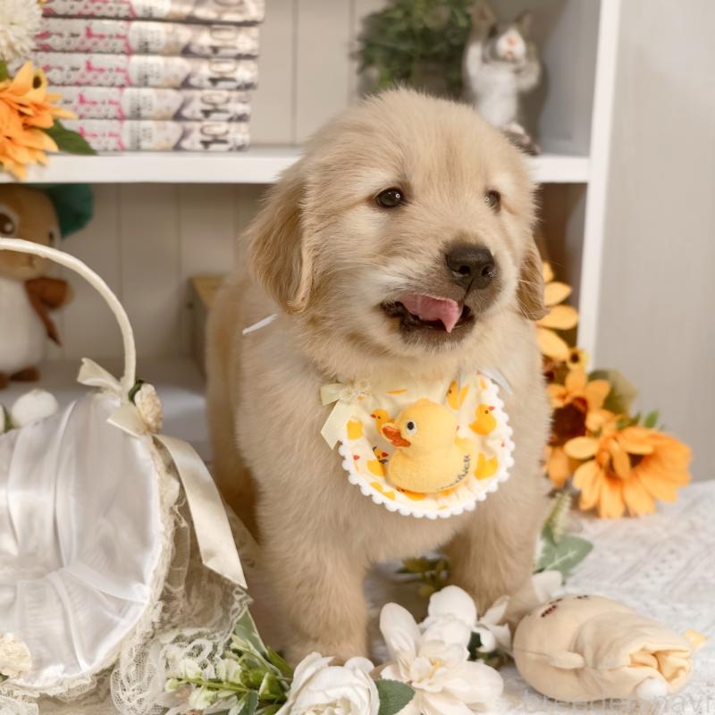 販売中の埼玉県のゴールデンレトリーバー-435740の2枚目