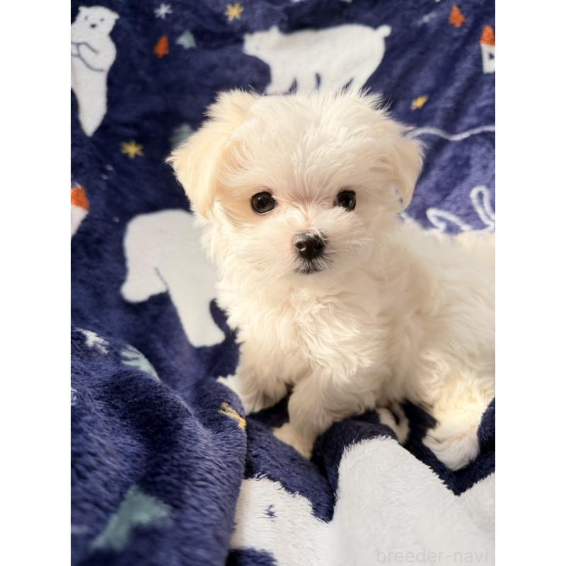 販売中の奈良県のマルチーズ-435741の5枚目