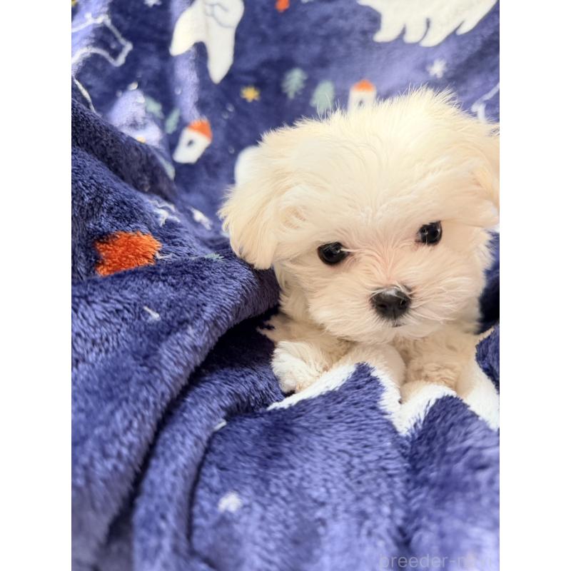 販売中の奈良県のマルチーズ-435741の4枚目