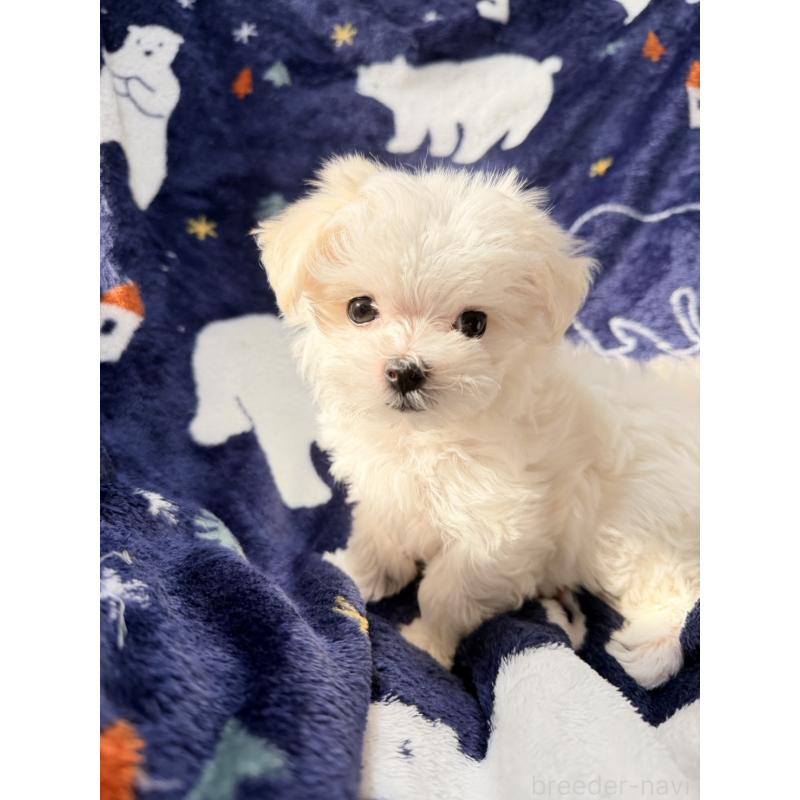 販売中の奈良県のマルチーズ-435741の3枚目