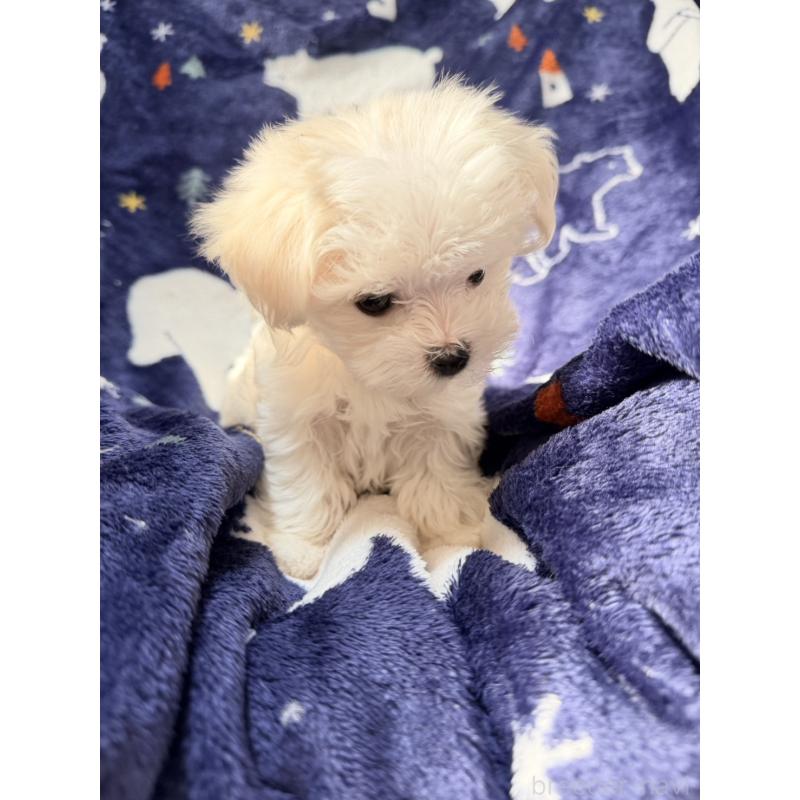 販売中の奈良県のマルチーズ-435741の2枚目