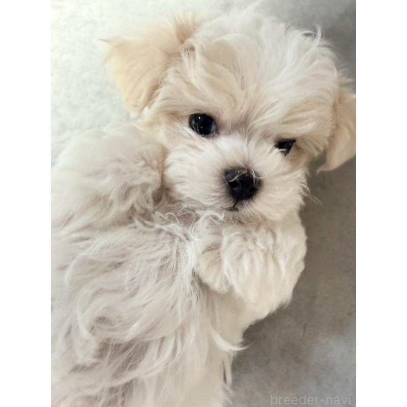 販売中の奈良県のマルチーズ-435742の4枚目
