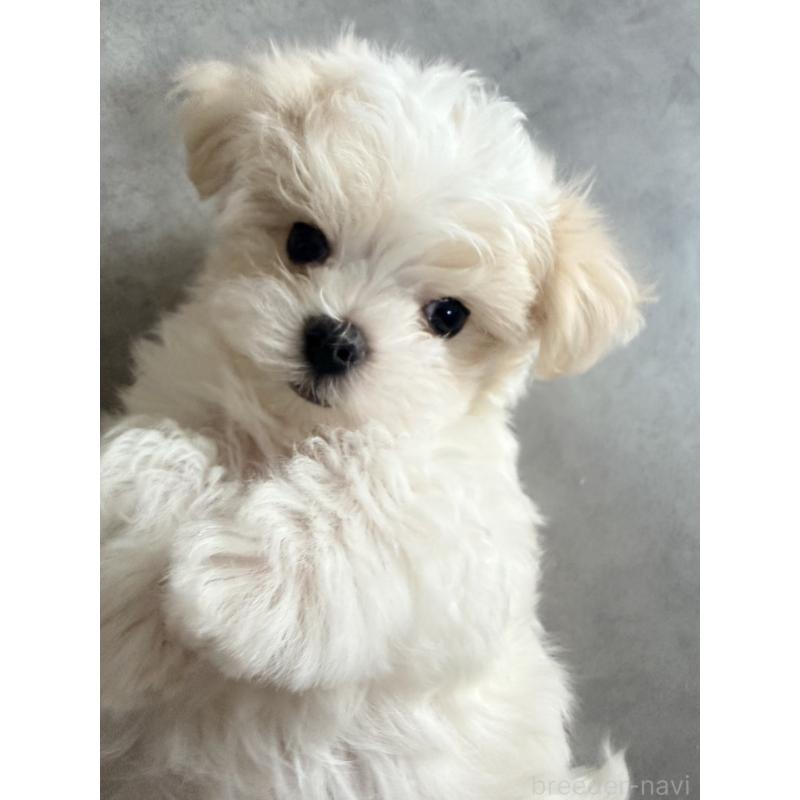 販売中の奈良県のマルチーズ-435742の3枚目