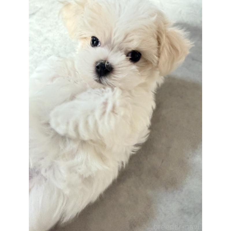 販売中の奈良県のマルチーズ-435742の2枚目