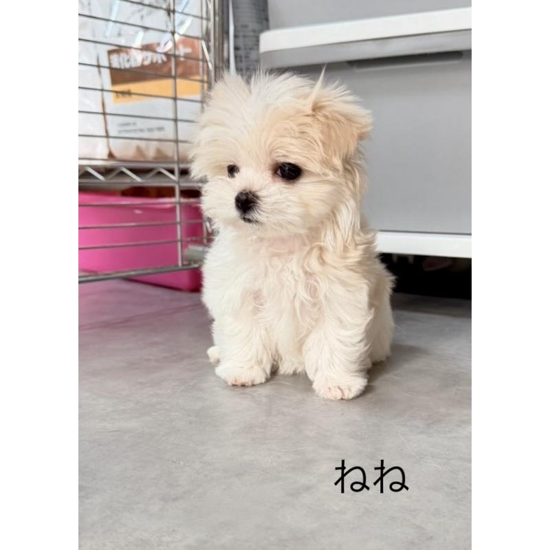 販売中の奈良県のマルチーズ-435743の1枚目
