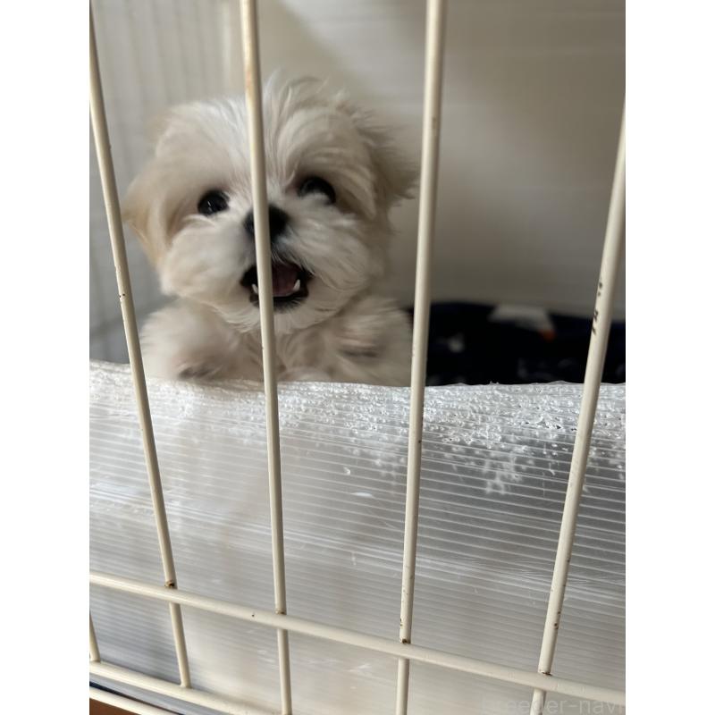 販売中の奈良県のマルチーズ-435743の6枚目