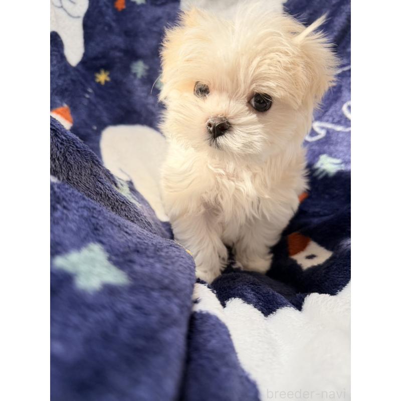 販売中の奈良県のマルチーズ-435743の5枚目