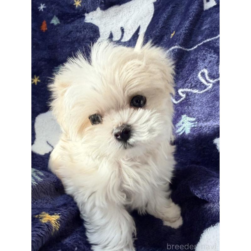 販売中の奈良県のマルチーズ-435743の3枚目