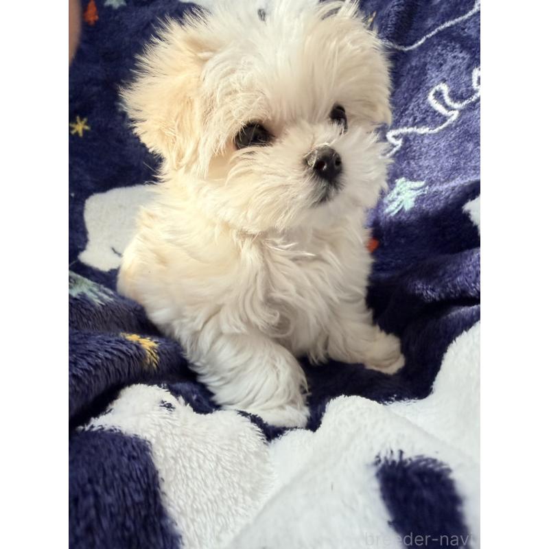 販売中の奈良県のマルチーズ-435743の2枚目