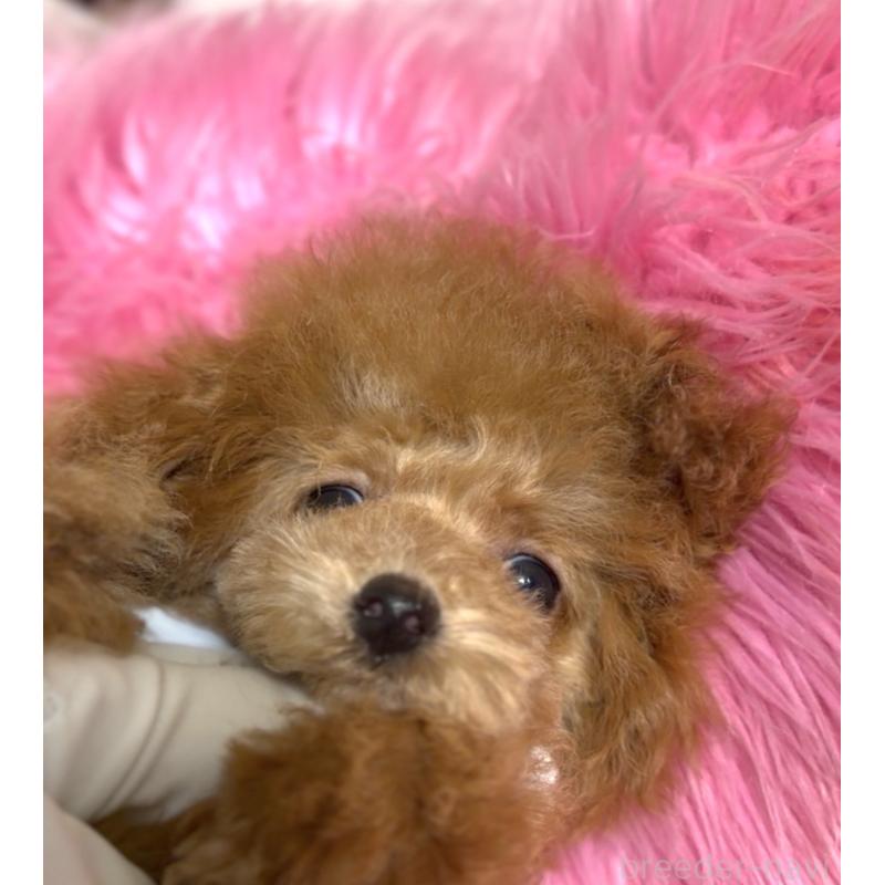 販売中の香川県のティーカッププードル-421415の4枚目