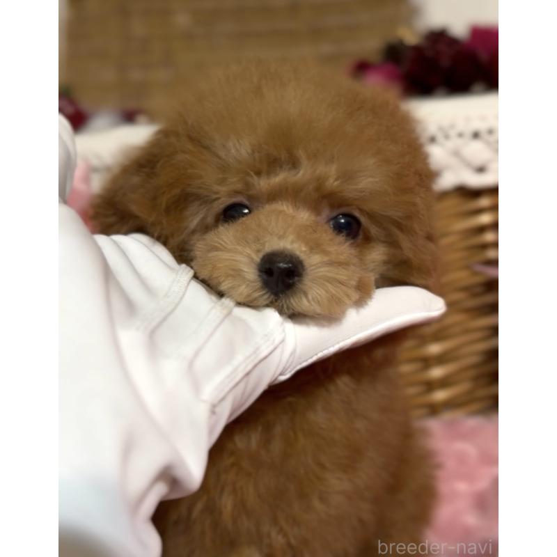 販売中の香川県のティーカッププードル-421415の3枚目