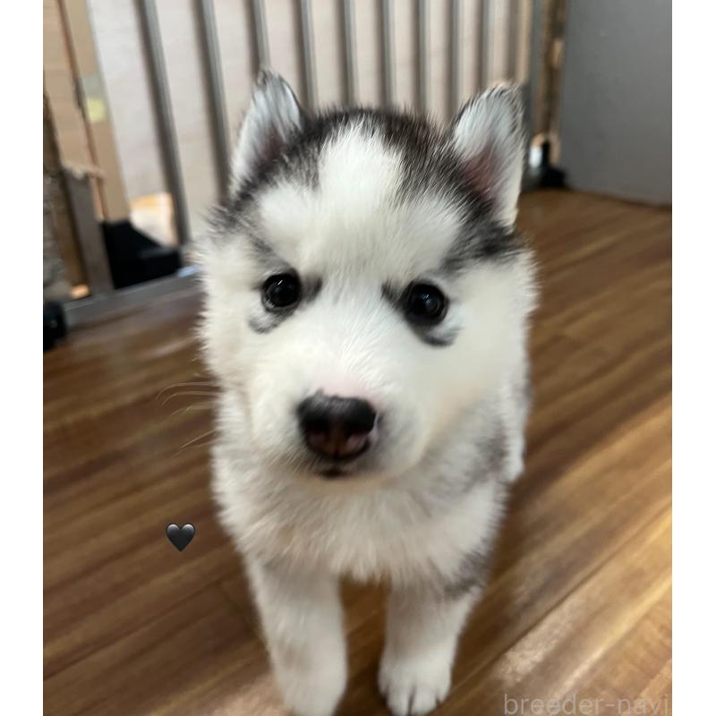 販売中の青森県のシベリアンハスキー-431601の9枚目