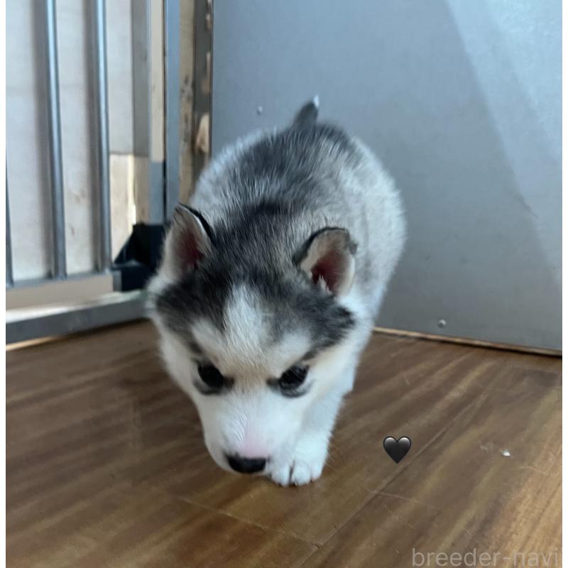 販売中の青森県のシベリアンハスキー-431601の8枚目