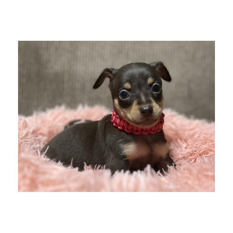 販売中の岩手県のミックス犬-435762の6枚目