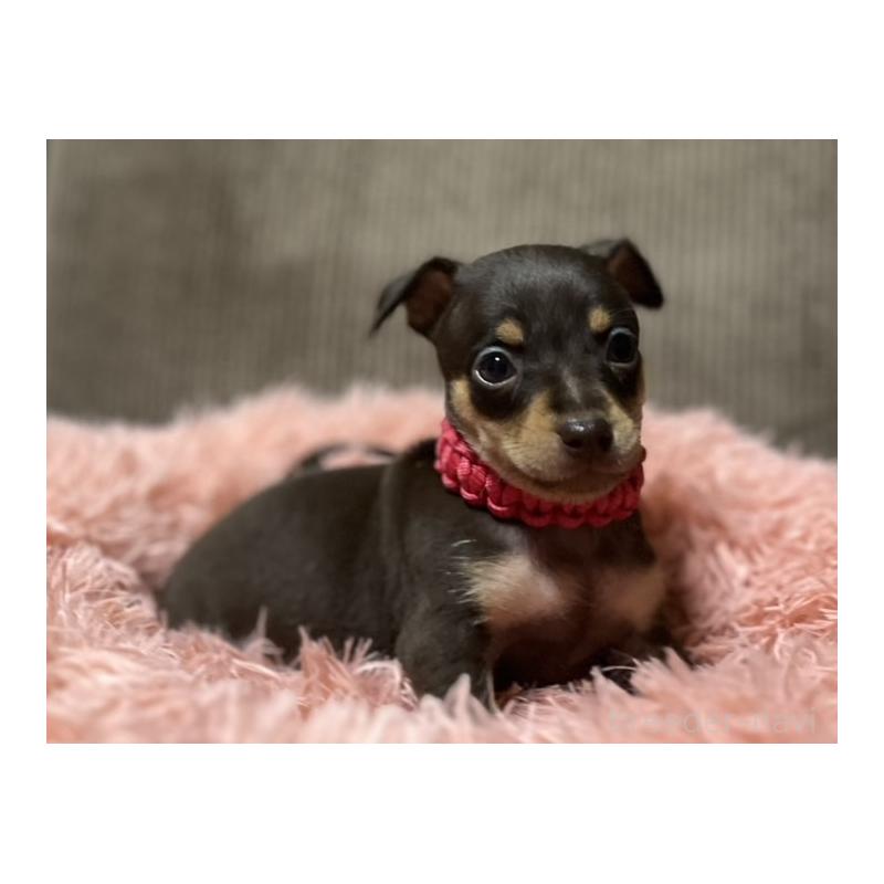 販売中の岩手県のミックス犬-435762の5枚目