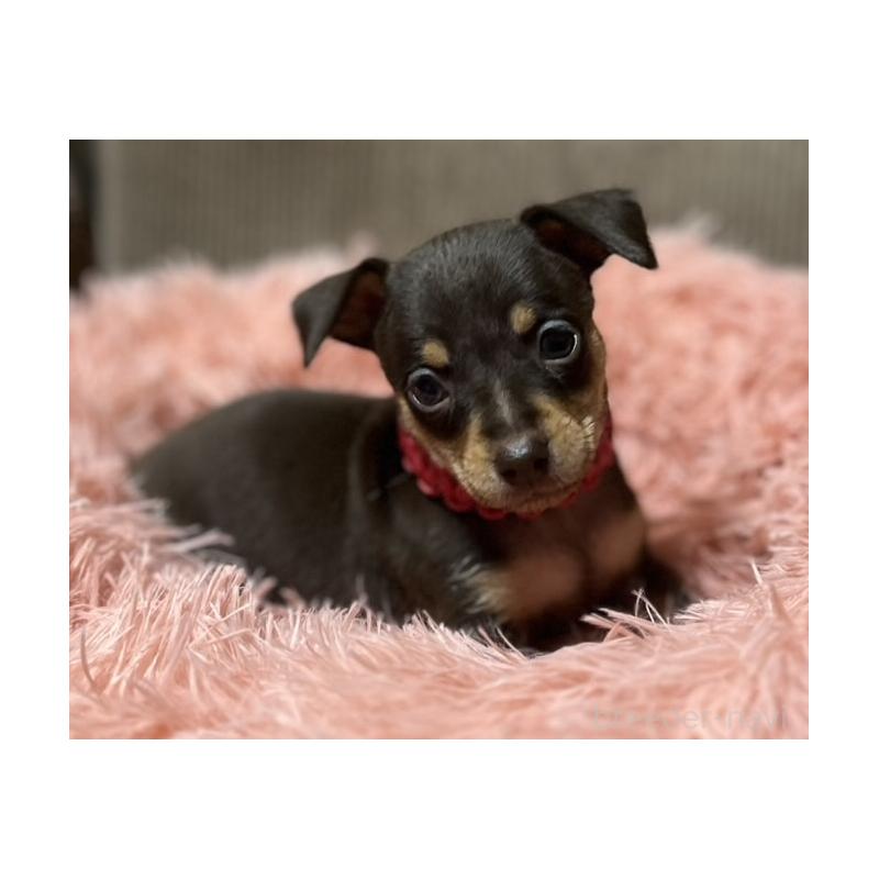 販売中の岩手県のミックス犬-435762の4枚目