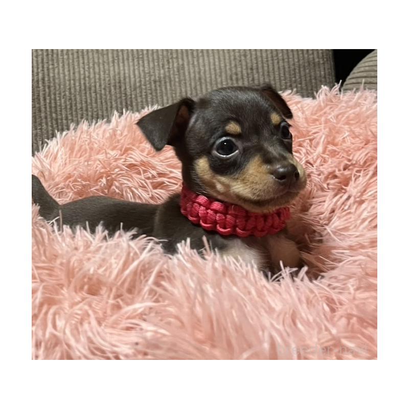 販売中の岩手県のミックス犬-435762の3枚目