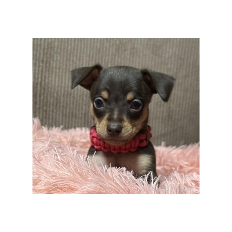 販売中の岩手県のミックス犬-435762の2枚目