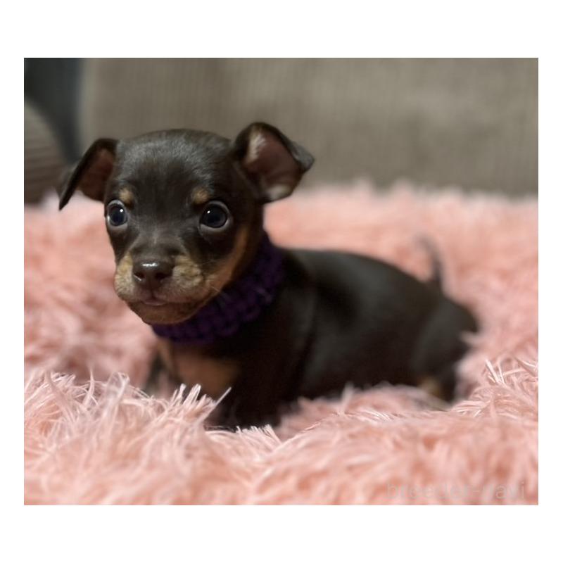 販売中の岩手県のミックス犬-435763の6枚目