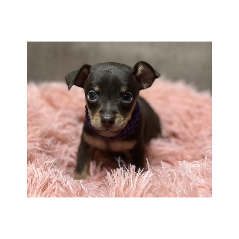 販売中の岩手県のミックス犬-435763の4枚目