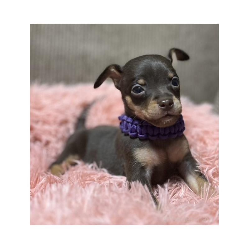 販売中の岩手県のミックス犬-435763の5枚目