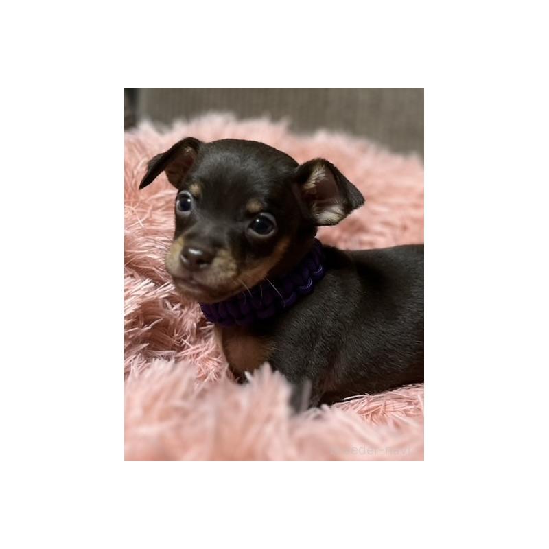 販売中の岩手県のミックス犬-435763の3枚目