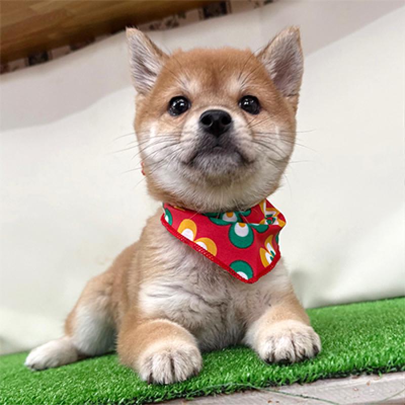 販売中の神奈川県の豆柴-430901