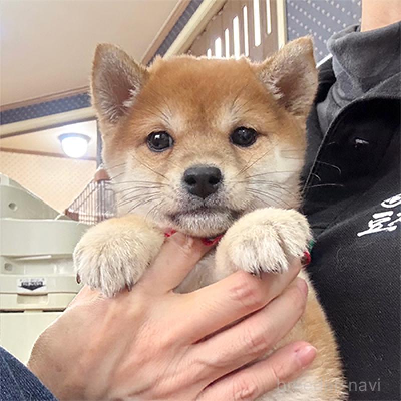 成約済の神奈川県の豆柴-430901の3枚目