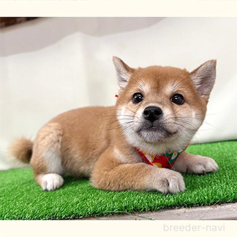 成約済の神奈川県の豆柴-430901の2枚目