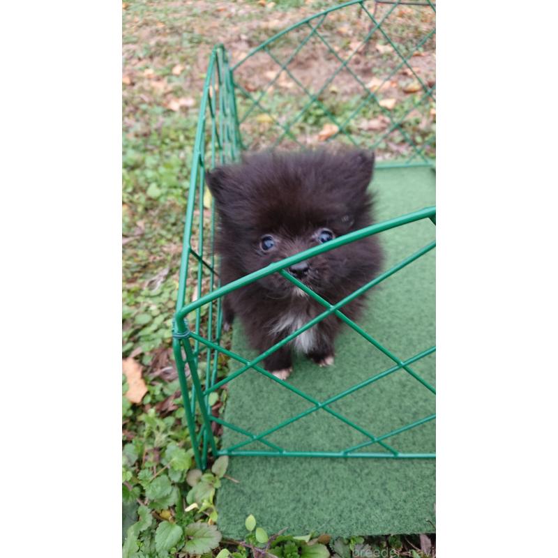 販売中の熊本県のポメラニアン-435765の4枚目