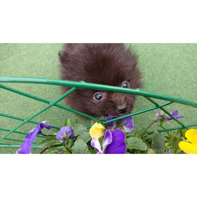 販売中の熊本県のポメラニアン-435765の3枚目