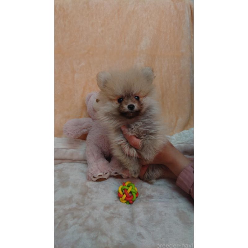 販売中の熊本県のポメラニアン-435766の2枚目