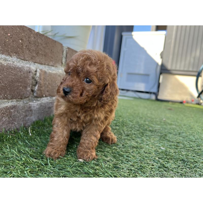 販売中の茨城県のタイニープードル-435770の2枚目