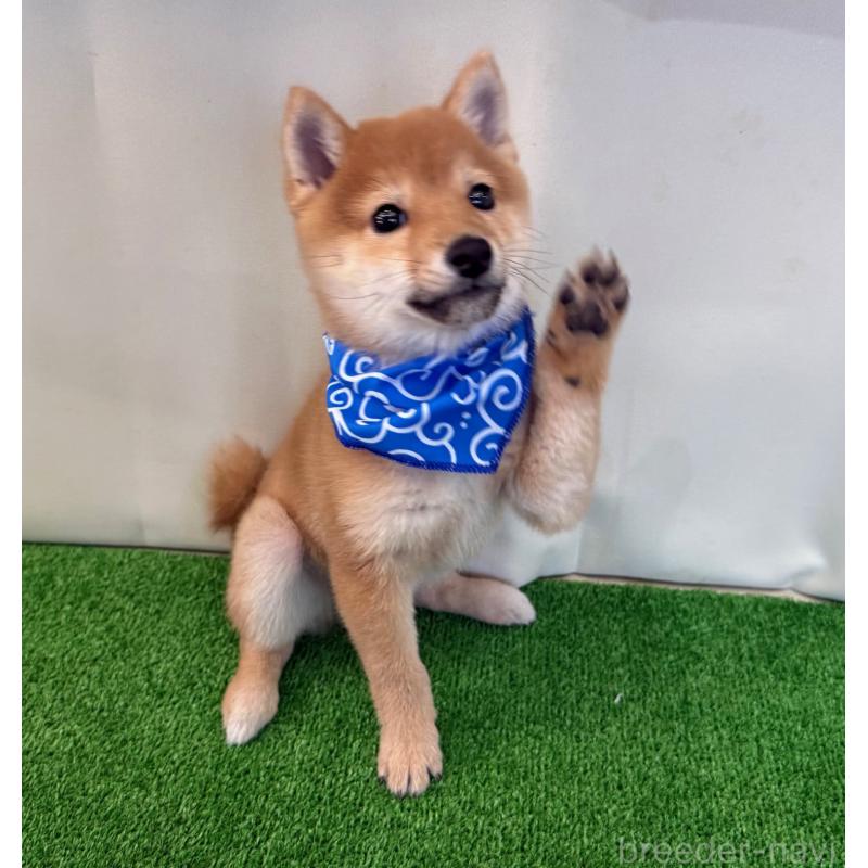 販売中の神奈川県の豆柴-428005