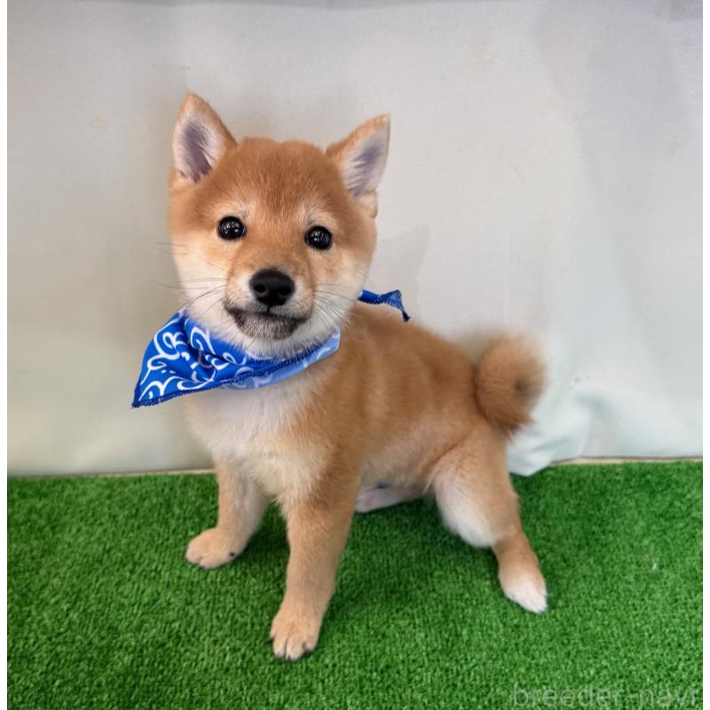 販売中の神奈川県の豆柴-428005の3枚目